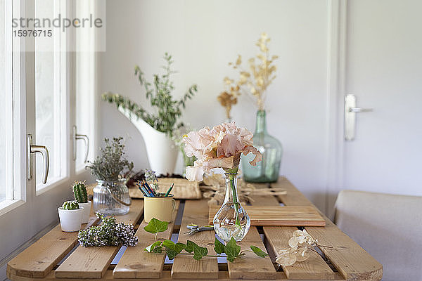 Spanien  Zimmertisch mit verschiedenen Topfpflanzen dekoriert