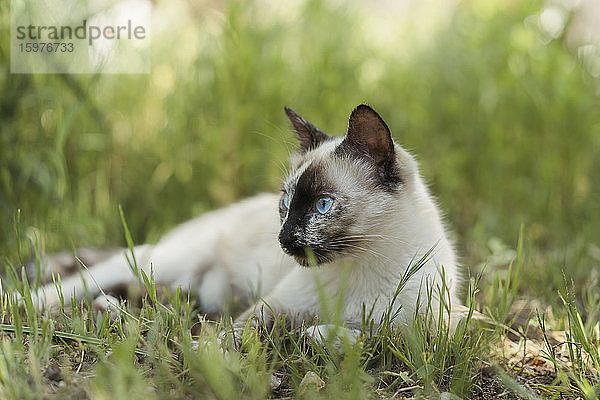 Spanien  Porträt einer weißen Katze  die im Gras liegt