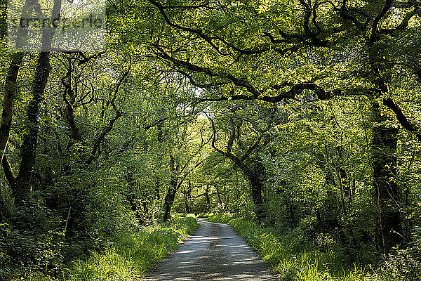 UK  Wales  Cresselly  Leerer Fußweg im grünen  üppigen Wald