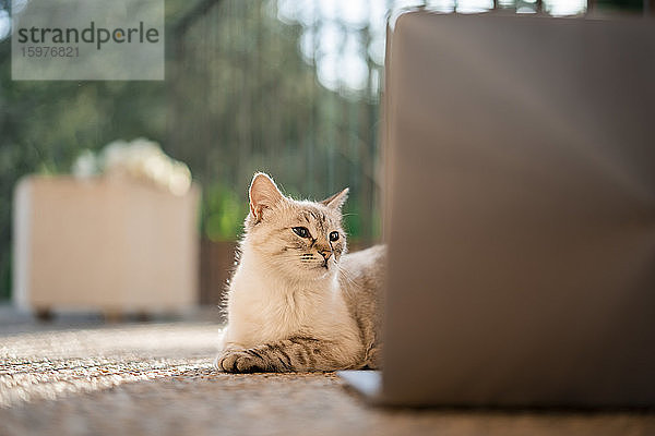 Katze schaut auf Laptop  der auf Steinboden liegt