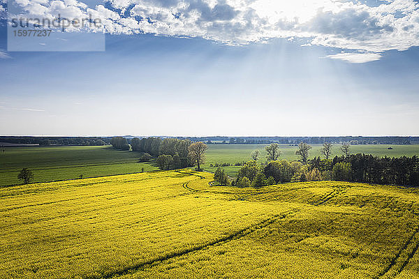 Deutschland  Brandenburg  Drohnenansicht des Himmels über einem gelben Rapsfeld