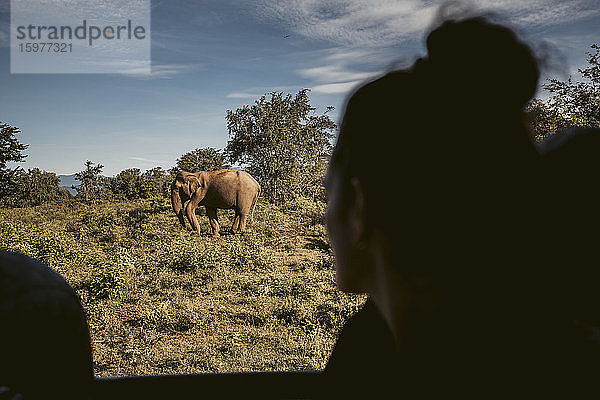 Sri Lanka  Provinz Sabaragamuwa  Udawalawe  Elefant während Safari im Udawalawe-Nationalpark gesehen
