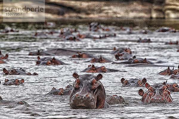 Demokratische Republik Kongo  Flusspferde (Hippopotamus Amphibius) schwimmen im Fluss