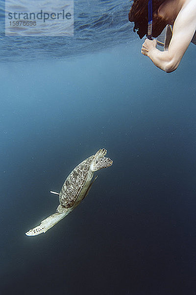Indonesien  Bali  Unterwasseransicht eines männlichen Tauchers  der eine Schildkröte beobachtet  die nahe der Oberfläche schwimmt
