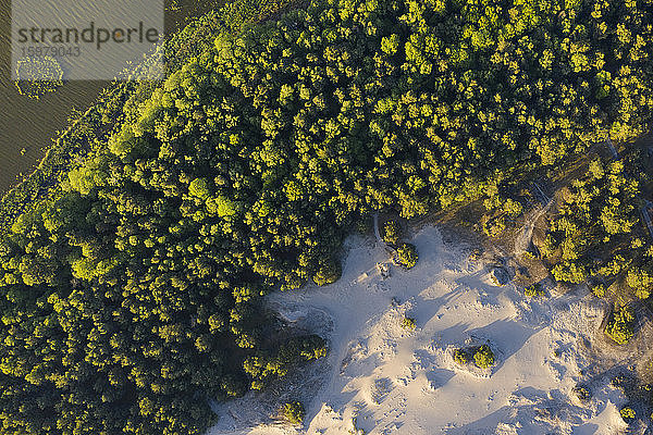Polen  Pommern  Leba  Blick von oben auf Sanddüne und Bäume im Slowinski-Nationalpark