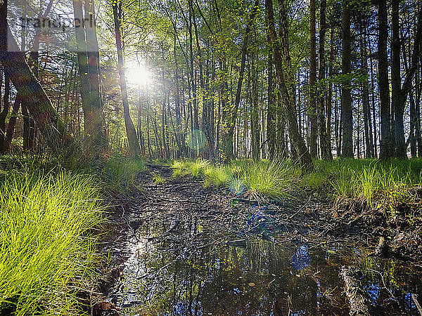 Polen  Pommern  Leba  Wald im Slowinski-Nationalpark bei Sonnenuntergang