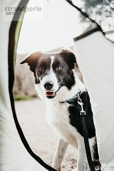 Porträt eines vor einem Zelt sitzenden Hundes