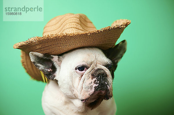 Studio-Porträt einer weißen französischen Bulldogge mit Cowboyhut
