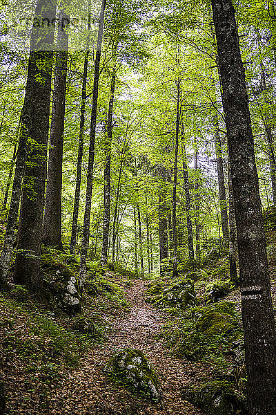 Italien  Provinz Udine  Tarvisio  Fußweg im grünen Frühlingswald in den italienischen Alpen