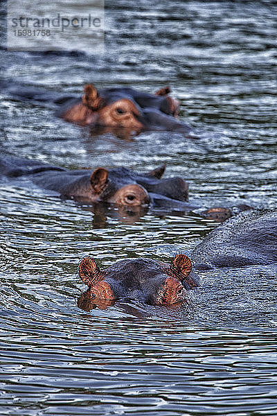 Demokratische Republik Kongo  Flusspferde (Hippopotamus Amphibius) schwimmen im Fluss