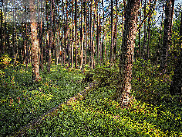 Polen  Pommern  Leba  Wald im Slowinski-Nationalpark