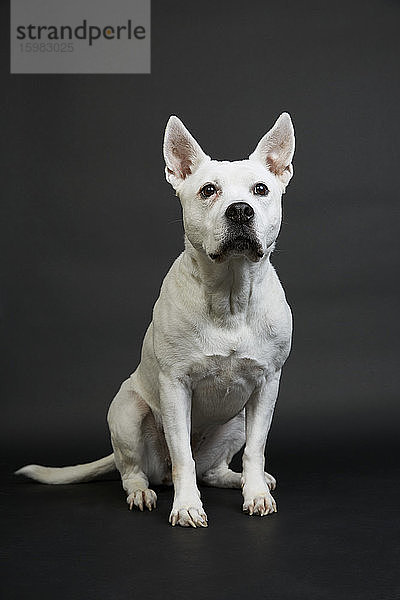 Weißer Pitbull-Terrier auf schwarzem Hintergrund