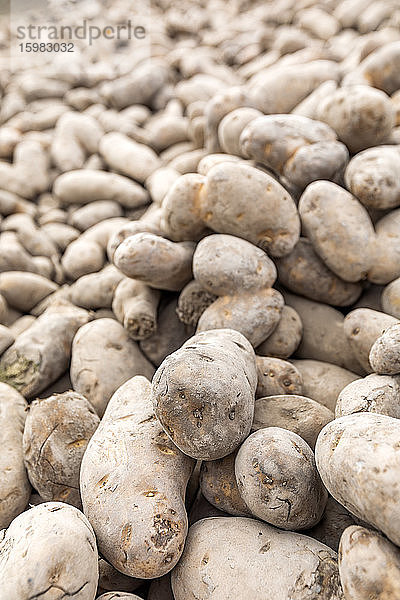 Kartoffelhaufen  den Bauern während der COVID-19-Pandemie der Öffentlichkeit überlassen haben