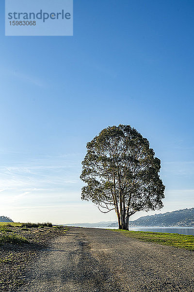 USA  Kalifornien  San Francisco  Einzelbaum in der Nähe einer unbefestigten Straße