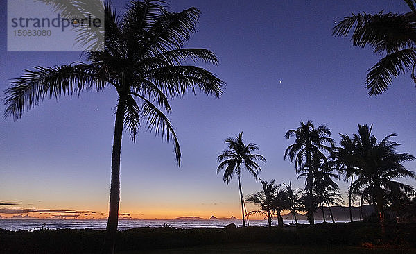 USA  Hawaii  O'ahu  Kailua Beach  Palmensilhouette bei Sonnenuntergang
