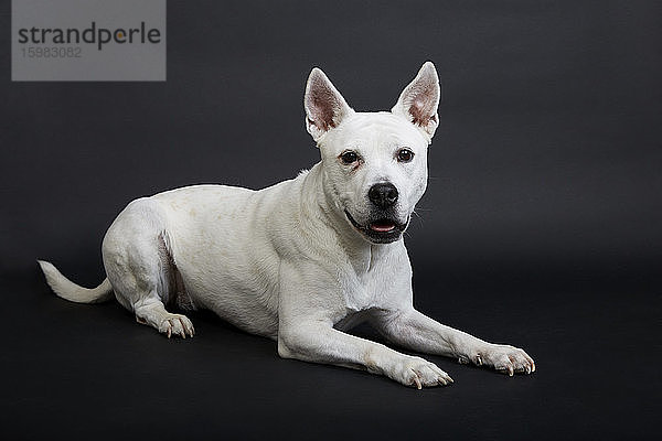 Weißer Pitbull-Terrier auf schwarzem Hintergrund