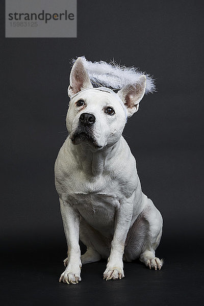 Weißer Pitbull-Terrier mit Heiligenschein auf schwarzem Hintergrund