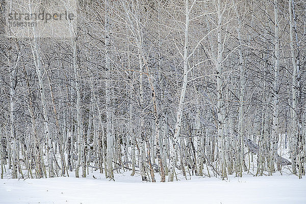 USA  Idaho  Sun Valley  Aspen-Wald im Winter im Sawtooth National Forest
