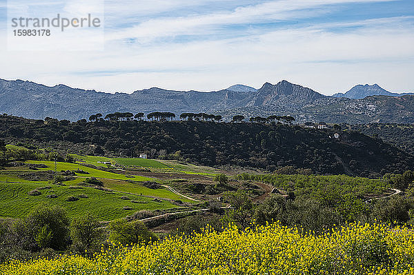 Spanien  Ronda  Landschaft mit Sierra de Grazalema