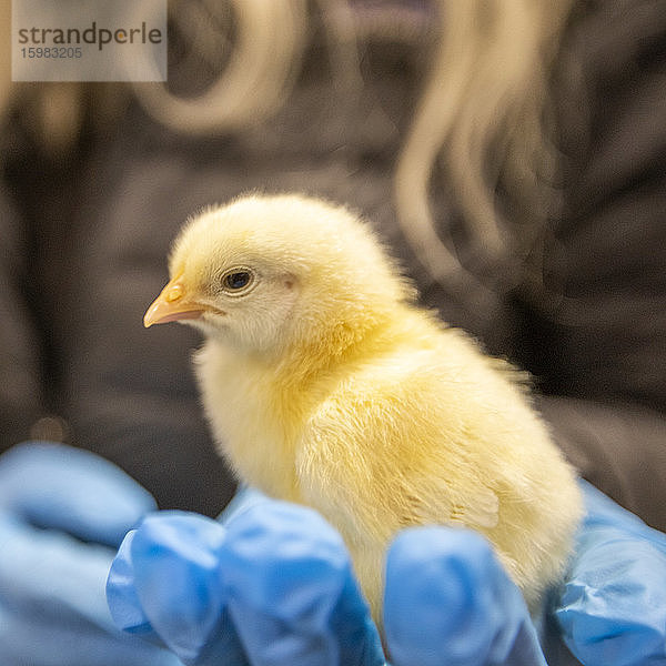 Person in Latexhandschuh mit Baby-Huhn