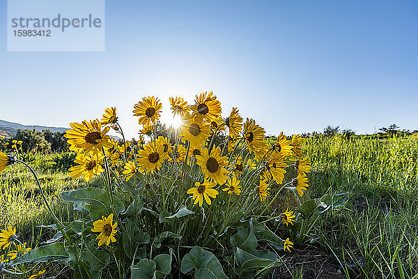 USA  Idaho  Boise  Pfeilblättrige Balsamwurzel in Blüte