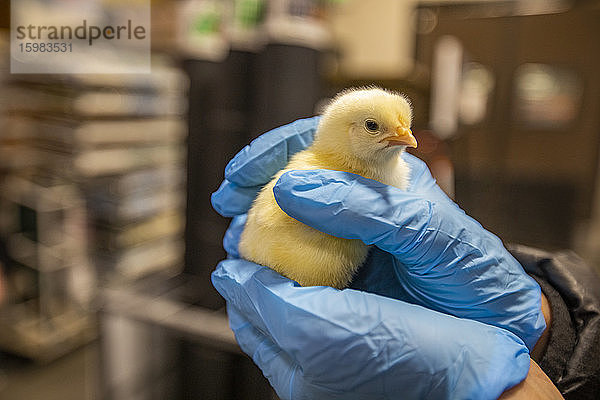 Person mit Latexhandschuhen  die ein kleines Huhn hält