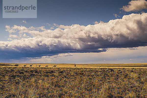 Argentinien  Große Wolken über Guanakos (Lama guanicoe)  die in weitem Grasland grasen