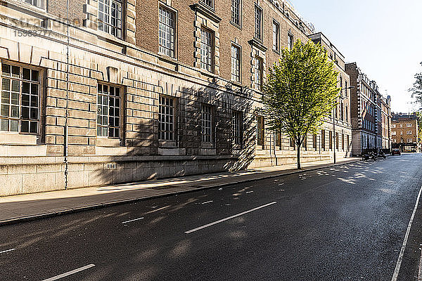 UK  London  Leere Straße während Ausgangssperre mit Baum im Stadtteil Bloomsbury