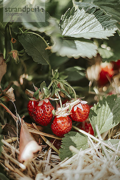 Reife Erdbeeren auf dem Feld