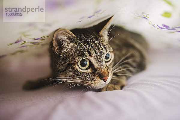 Porträt einer getigerten Katze  die sich unter einer Decke versteckt