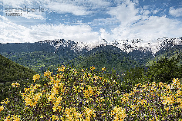 Georgien  Gelbe Wildblumen blühen im Großraum Kaukasus