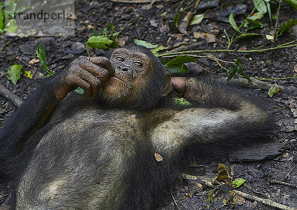 Kamerun  Pongo-Songo  Schimpanse (Pan troglodytes) auf dem Waldboden ruhend