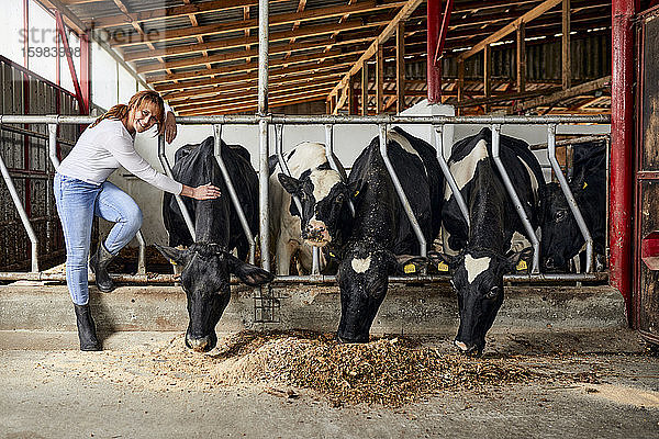 Lächelnde Bäuerin streichelt Rinder  die in einem Milchviehbetrieb Heu fressen