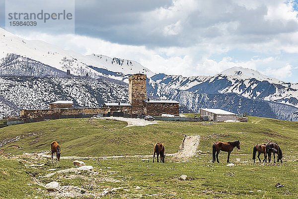 Georgien  Swanetien  Ushguli  Weidende Pferde vor einem mittelalterlichen Dorf