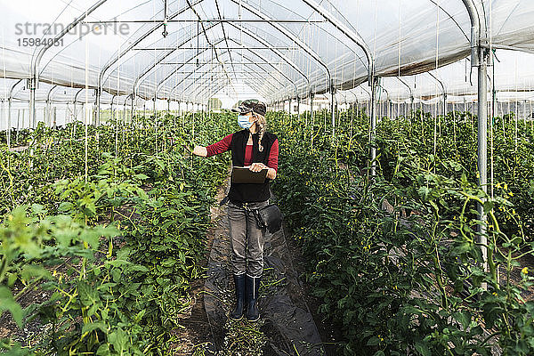 Bäuerin mit Mundschutz bei der Kontrolle des Wachstums von Bio-Tomaten in einem Gewächshaus