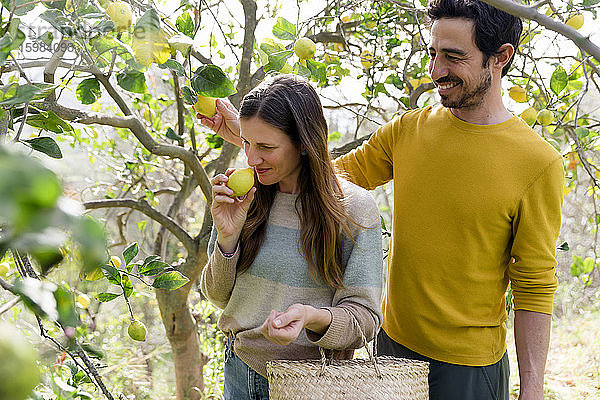 Lächelnder Mann sieht seine Freundin an  die an einer Zitrone riecht  während sie auf einem Bio-Bauernhof steht