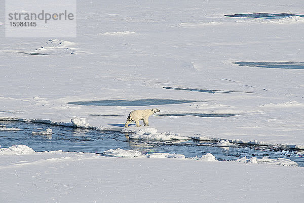 Einsamer Eisbär (Ursus maritimus) beim Durchqueren des Schnees im Nordpolgebiet