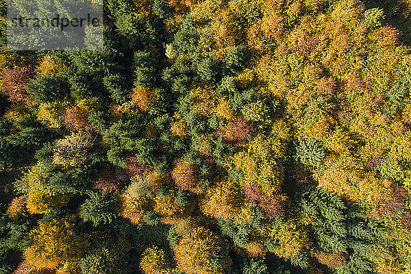 Drohnenansicht eines Laubwaldes im Herbst