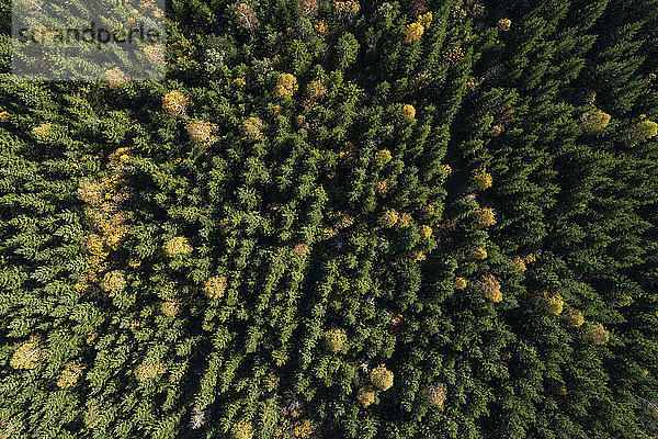 Drohnenansicht eines Laubwaldes im Herbst