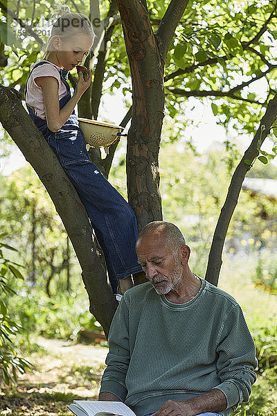 Entspannter Großvater und Enkelin im Garten  die ein Buch lesen und Erdbeeren essen