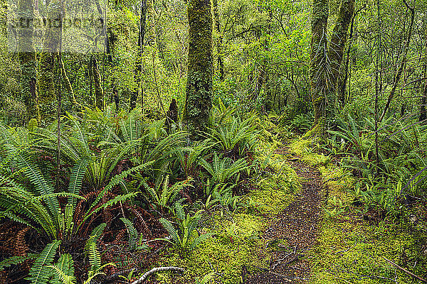 Neuseeland  Southland  Wanderweg im Regenwald des Tutoko-Tals