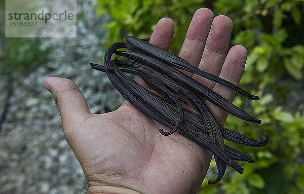 Nahaufnahme einer Hand mit Vanille in einer Vanilleplantage  Ouvea  Loyalitätsinseln  Neukaledonien
