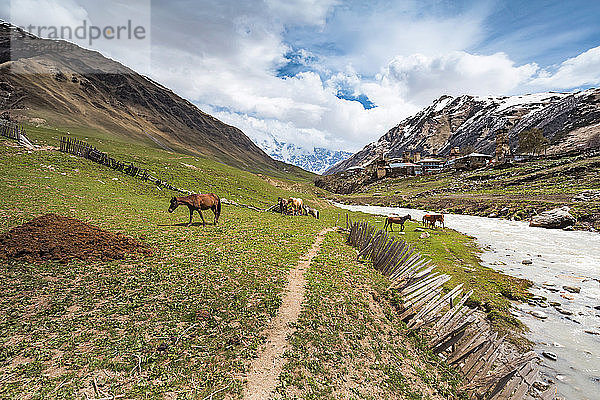 Georgien  Swanetien  Ushguli  Pferde grasen am Ufer des Enguri-Flusses mit mittelalterlichem Dorf im Hintergrund