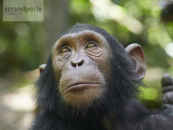 Kamerun  Pongo-Songo  Nahaufnahme eines Schimpansen (Pan troglodytes)