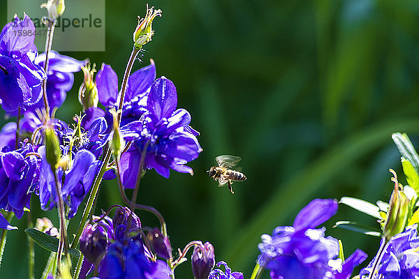 Biene fliegt an violett blühenden Akeleien (Aquilegia) vorbei