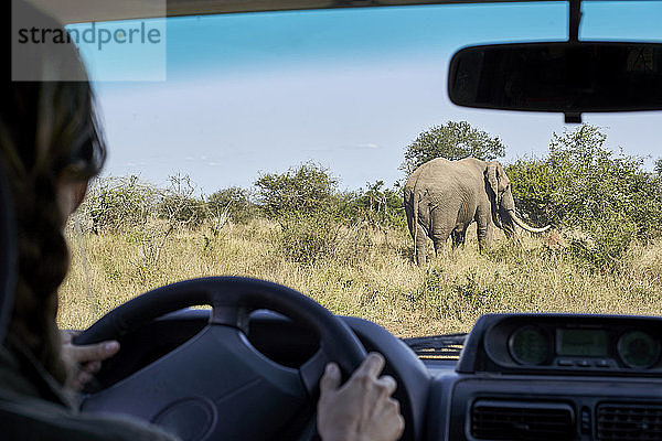 Ausgeschnittenes Bild einer erwachsenen Frau am Steuer eines Autos im Krüger-Nationalpark  Südafrika