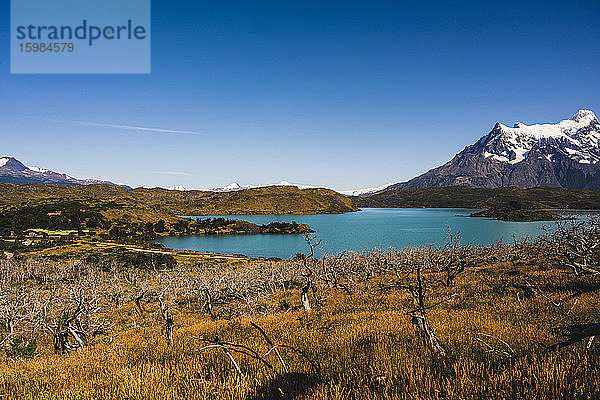 Chile  Abgebrannte Bäume am Seeufer im Torres Del Paine National Park