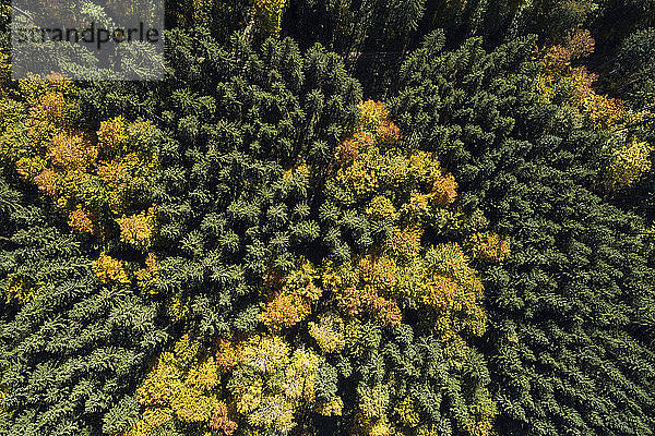 Deutschland  Baden-Württemberg  Heidenheim an der Brenz  Drohnenaufnahme eines Herbstwaldes auf der Schwäbischen Alb