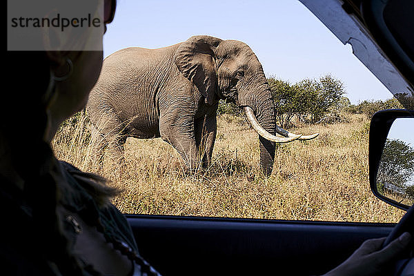 Ausgeschnittenes Bild einer erwachsenen Frau  die einen Elefanten beim Autofahren im Krüger-Nationalpark  Südafrika  beobachtet