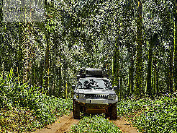 Kamerun  Pongo-Songo  Weißer Geländewagen fährt auf einem schlammigen Weg zwischen Palmen